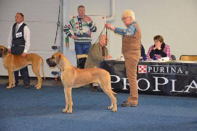 Ch Teefje vom Hause Rawert