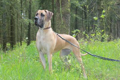 Ch Teefje vom Hause Rawert