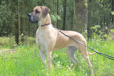 Ch Teefje vom Hause Rawert