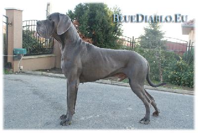 Dragon of Blue Diablo