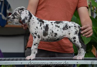 Orane Vom Hause Wagner