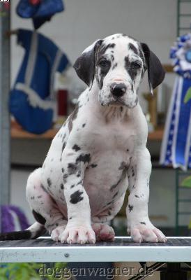 Osceola Vom Hause Wagner