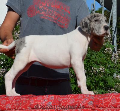 Odakotha Vom Hause Wagner