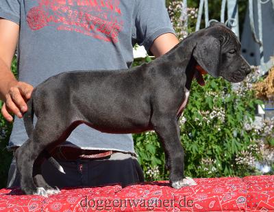 Onatha Vom Hause Wagner