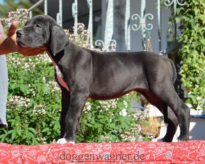 Orenda Vom Hause Wagner