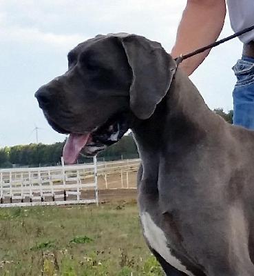 Nunzia Vom Hause Wagner