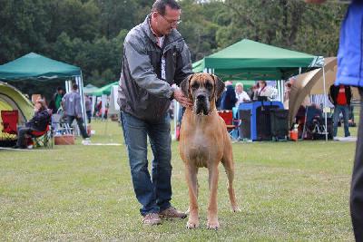 Ch Moon vom Hause Rawert