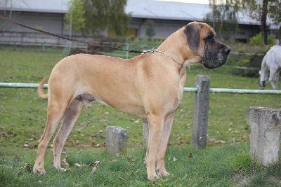 Ch Moon vom Hause Rawert