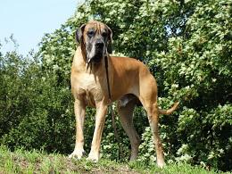 Ch Moon vom Hause Rawert