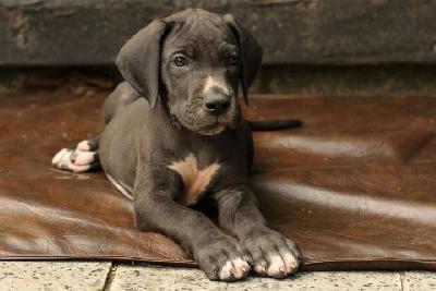 Karat Vom Waldfrieden