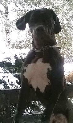 King-Kong Vom Waldfrieden