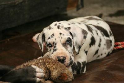 Khan Vom Waldfrieden