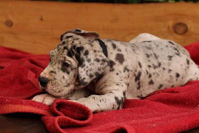 Konfetti Vom Waldfrieden