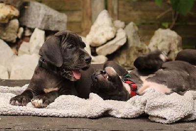 Kamasutra Vom Waldfrieden