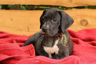 Kolibri Vom Waldfrieden