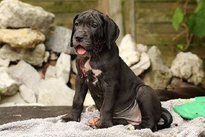 Kurkuma Vom Waldfrieden