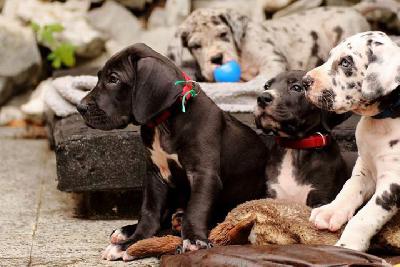 Kylie Minoque Vom Waldfrieden