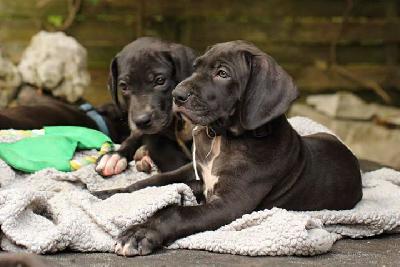 Kleine Zuckerpuppe Vom Waldfrieden
