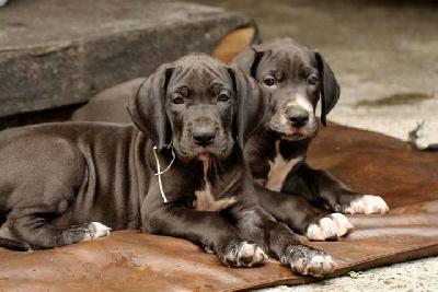 Kleine Zuckerpuppe Vom Waldfrieden