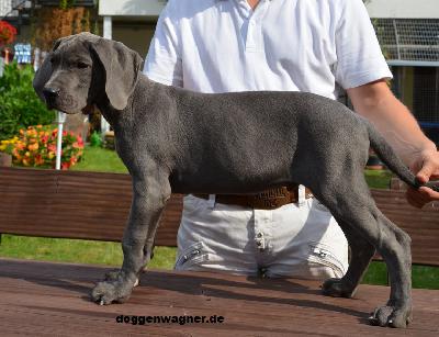 Professor Einstein Vom Hause Wagner