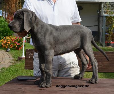 Professor Hartung Vom Hause Wagner