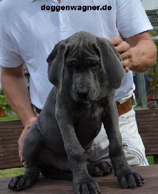 Professor Hartung Vom Hause Wagner