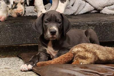 Karma Vom Waldfrieden