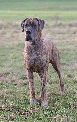 Ch Maverick vom Hause Rawert