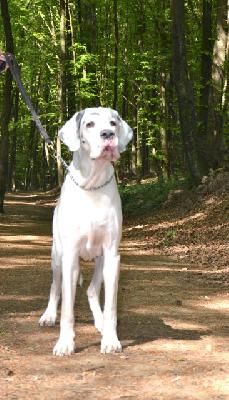 Yceman von der Burg Kerpen