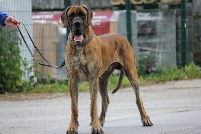 Viper vom Hause Rawert