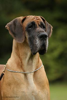 Ch Jedda vom Hause Rawert