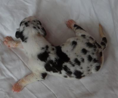 Loyal Warrior Von Schlesien