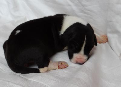 Lady Gaga Von Schlesien