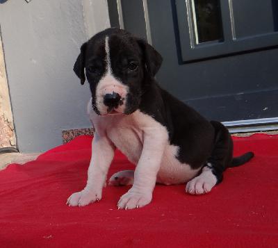 Lady Gaga Von Schlesien