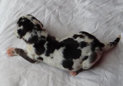 BellasGeleckteH�ndin Von Schlesien