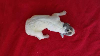 Manfred Von Schlesien