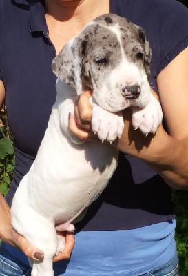 Manfred Von Schlesien