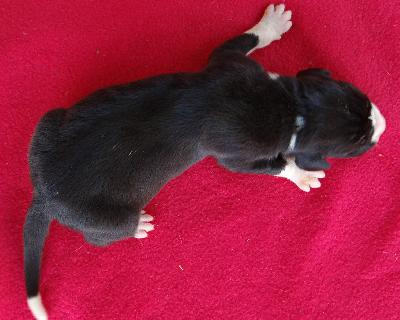 Magnus Von Schlesien