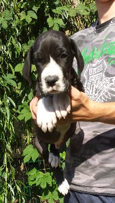 Magnus Von Schlesien