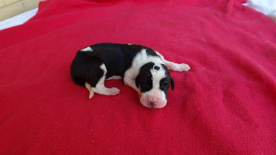 KolasMantelRde Von Schlesien