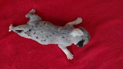 KolasGrauMantelHndin3 Von Schlesien