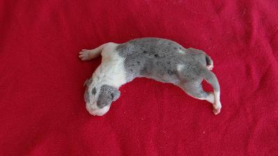 KolasGrauMantelHndin4 Von Schlesien