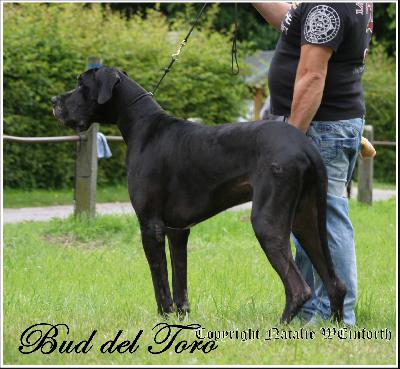 Bud del Toro