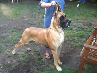 Gina Lollobrigida vom Herstallturm