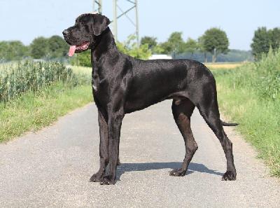 Grande Gremin�s Dark Dargo