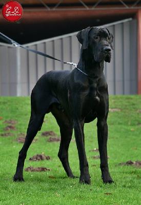 Grande Gremins Dark Dargo