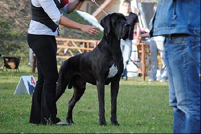 Saphir Perasperaadastra