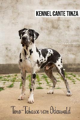 Timo-Tabasco vom Odenwald