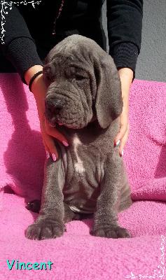 Vincent Von Blue Ground