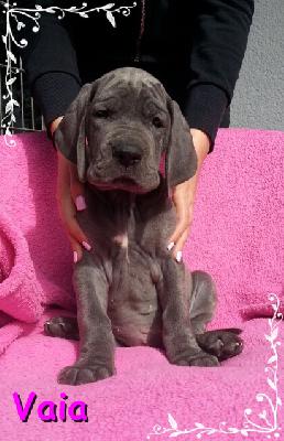 Vaia Von Blue Ground